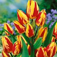 Тюльпан Многоцветковый Colour Spectacle 1 шт.