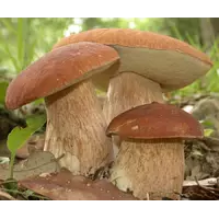 Зарощенный грибной блок польский гриб